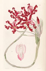 Laelia undulata（syn。Schomburgkia undulataとして）